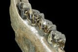 Fossil Rhino (Stephanorhinus) Lower Jaw - Germany #87471-4